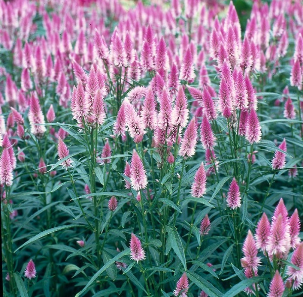 CELOSIA PINK
